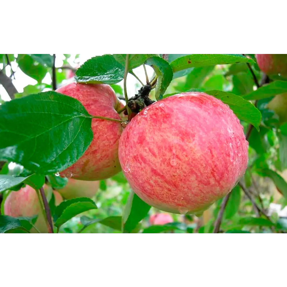 Яблоня Коричное полосатое ø22 h80 см 84834901 STLM-2176023 PLANTMARKET 