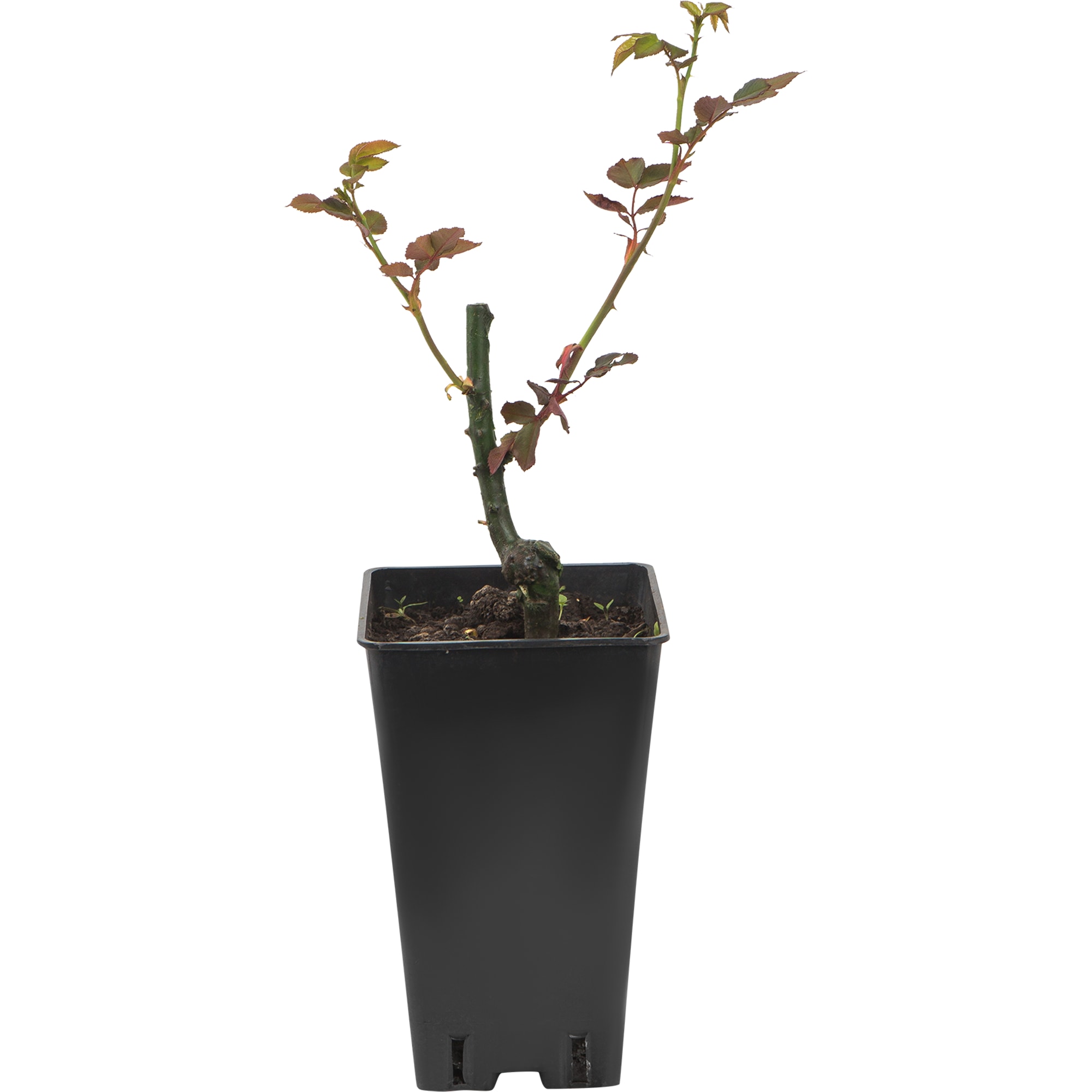 82594789 Роза парковая «Свани» 15x30 см Santreyd 