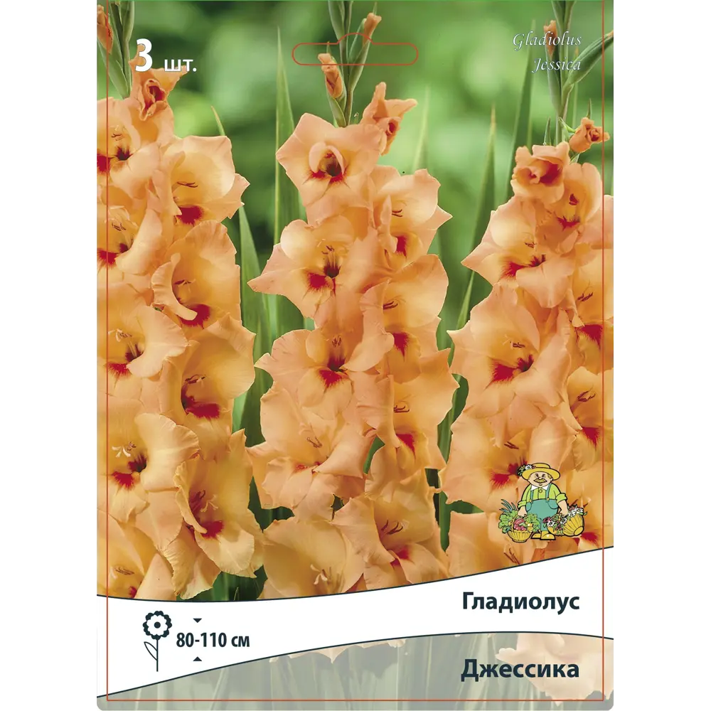 Гладиолус крупноцветковый Джессика, 3 шт ПОИСК STLM-2020307