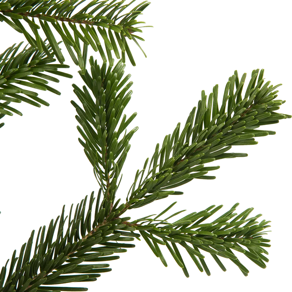 Ветка Пихты живая срезанная 30-60 см Santreyd STLM-2075447 - Вид №1
