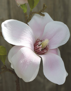 3008 705 a3 Ветка искусственного цветка магнолии, 36 см, бело-розовая H-andreas