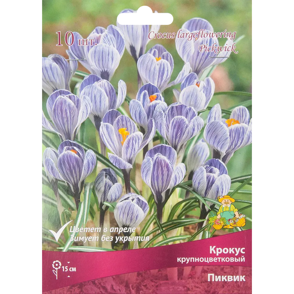 Крокус Пиквик Santreyd - нежно-сиреневый крупноцветковый первоцвет 88294624 STLM-1379039