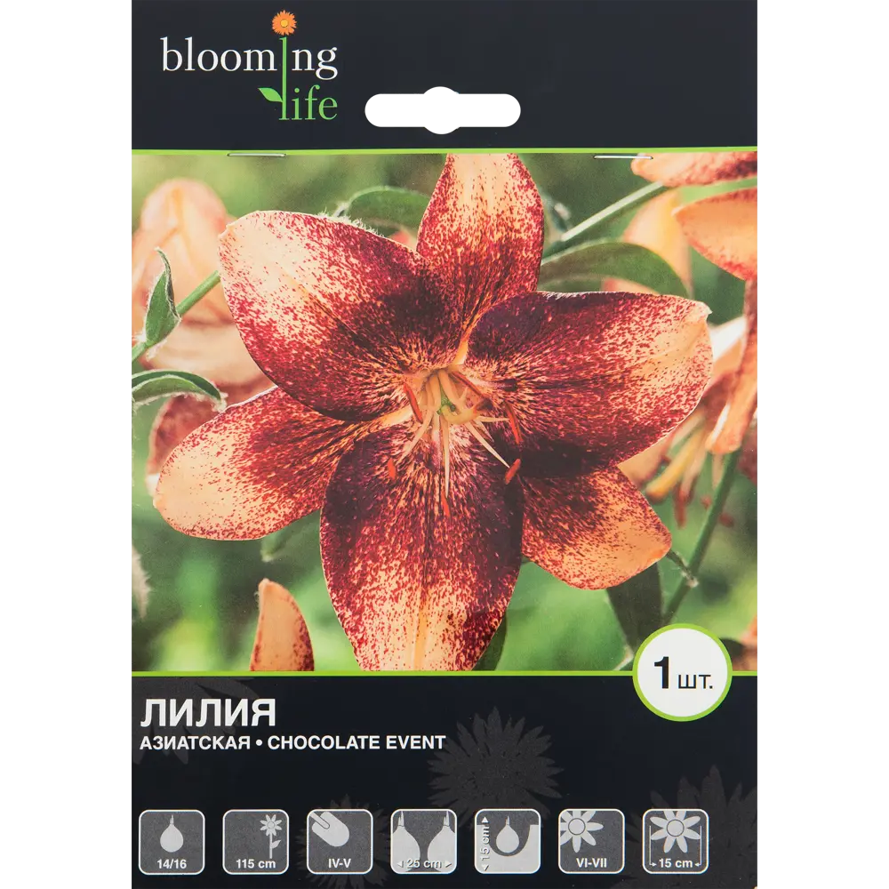Лилия азиатская «Чоколат Эвент» BLOOMING LIFE STLM-2056865