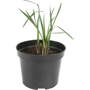 Ирис сибирский «Империал Опал» 15x75 см