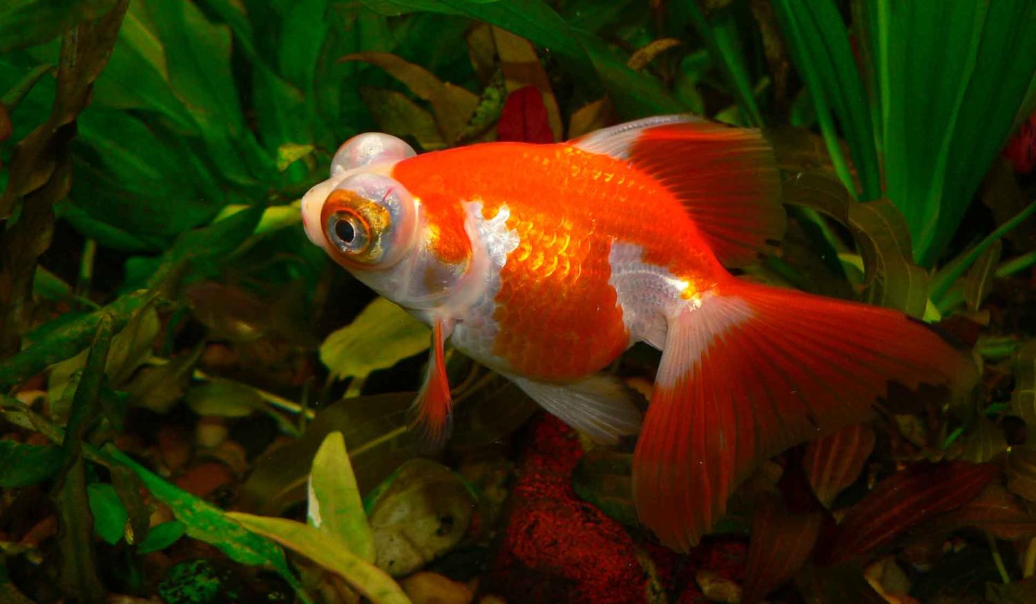 12 признаков заболеваний золотой рыбки