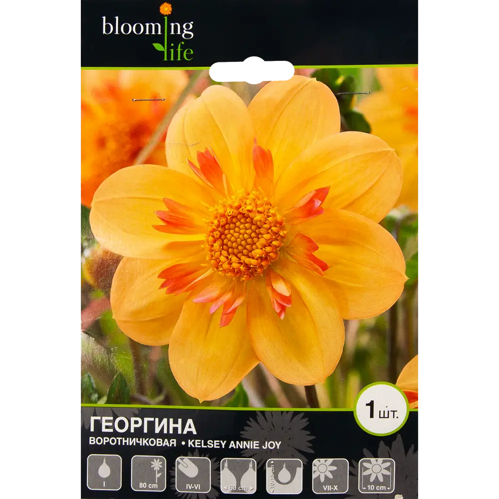 Георгина Келси Энни Джой 1 шт BLOOMING LIFE STLM-2034846 - Вид №1