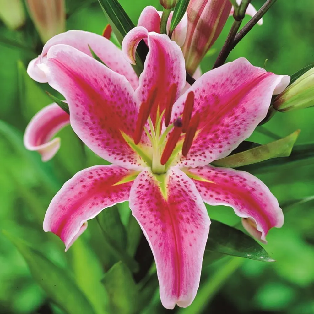 Лилия «Mero Star», 14х16 см GEOLIA STLM-2075628