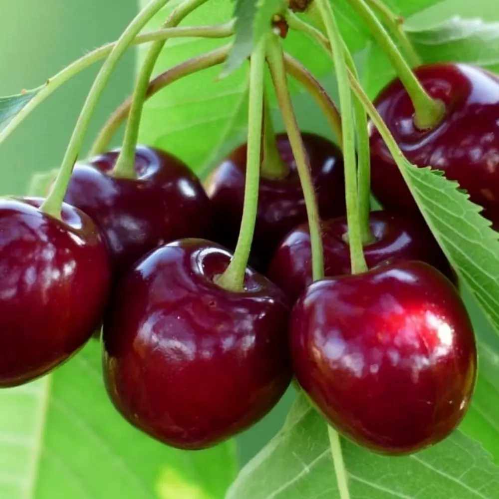 Вишня «Чудо-вишня» C7 высота 140-170 см ВСЕ В САД STLM-2057478