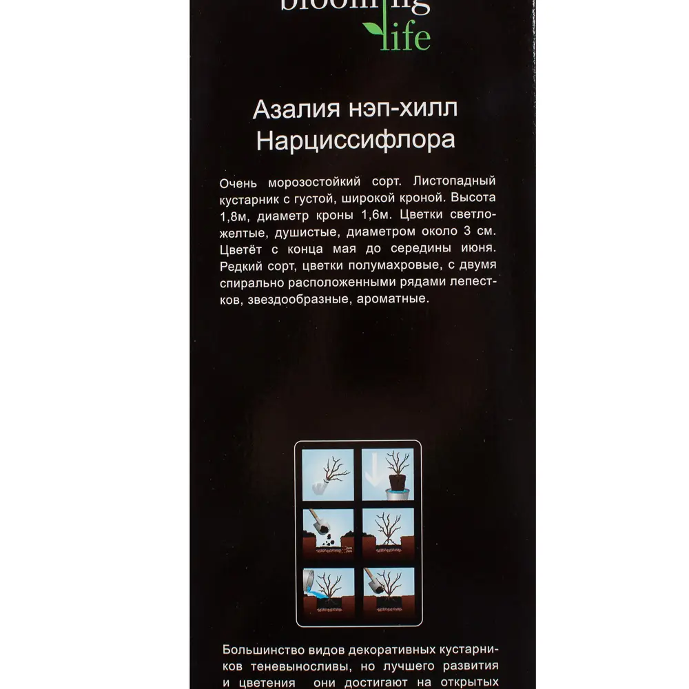 Азалия «Нарциссифлора» (в тубе) 81948491 STLM-2136702 Santreyd  - Вид №2