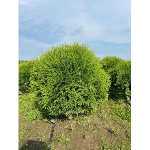 Туя западная Глобоза ø40 h88 см
