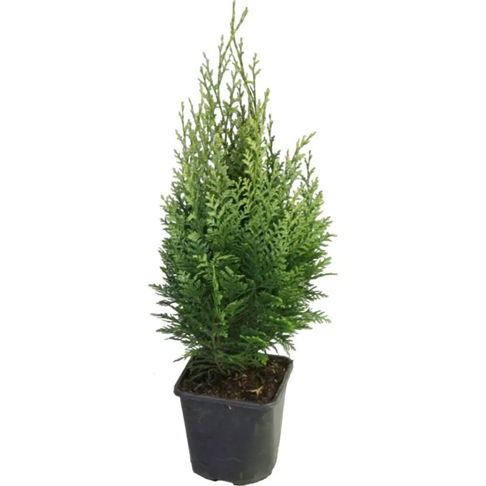 Кипарисовик Лавсона Элвудс Эмпайр ø17 h50 - 55 см PLANTMARKET STLM-2161454