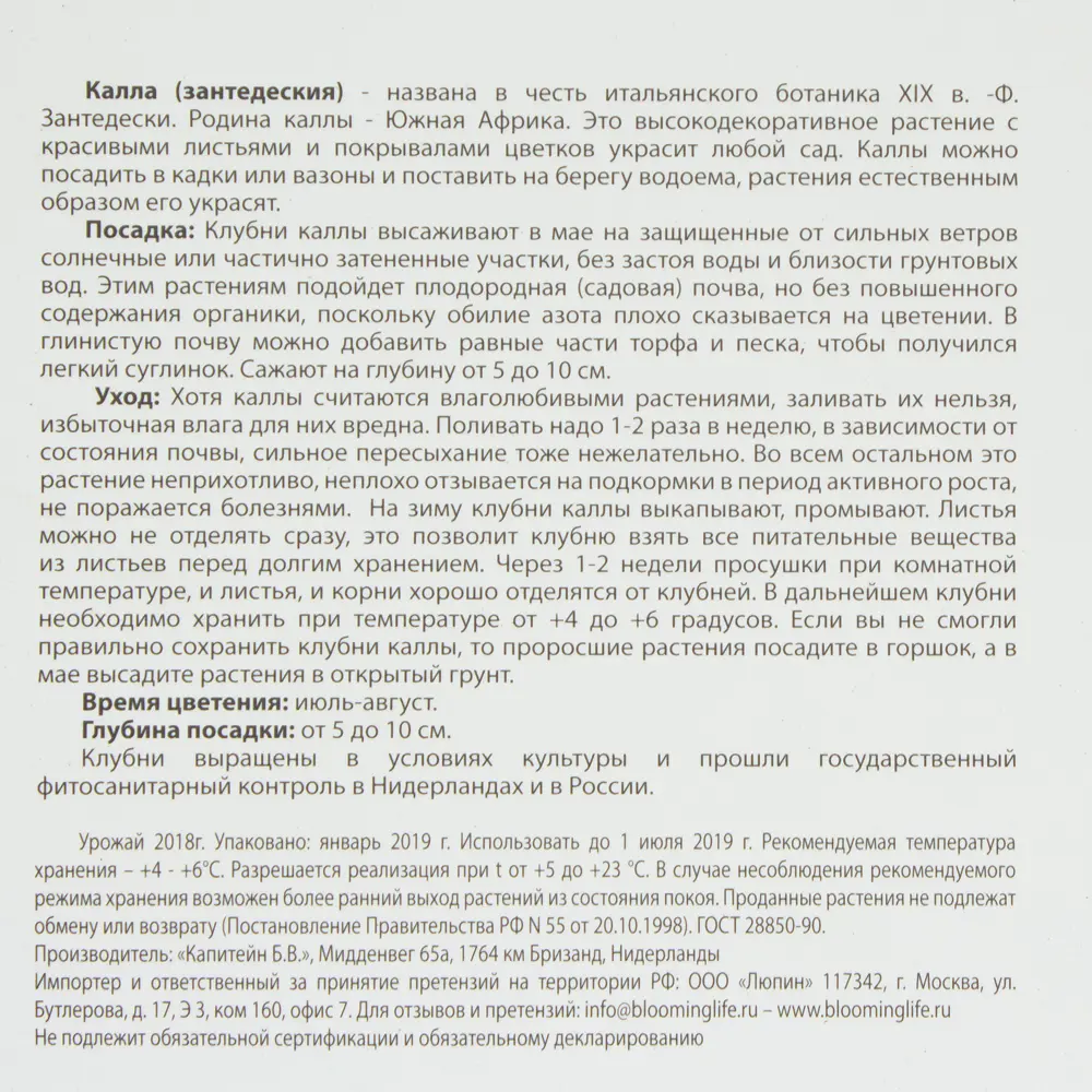 Калла Каптейн Сафари 14/16, 2 шт BLOOMING LIFE STLM-2099476 - Вид №2
