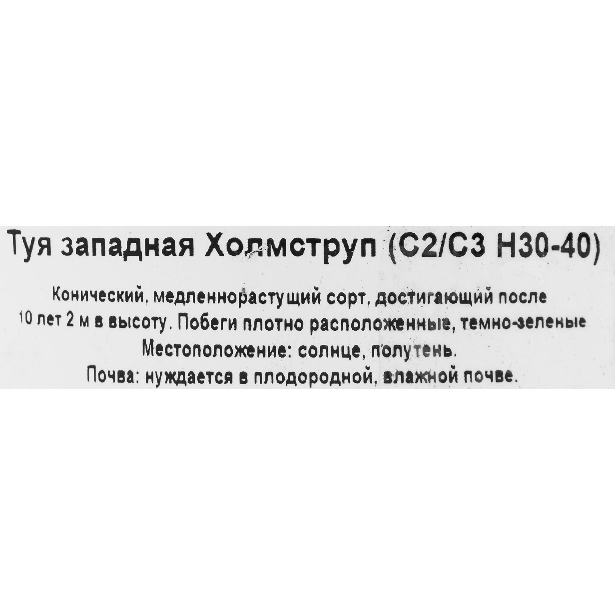 82644372 Туя западная Холмструп h 30-40 см С2/C3 Santreyd  - Вид №1