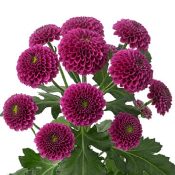 Хризантема са пурпетта 55 см Santreyd 25029 - Вид №1