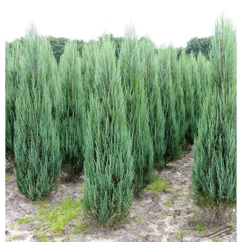 Можжевельник скальный Блю Эрроу ø13 h45 - 50 см 87691122 STLM-2123025 PLANTMARKET 