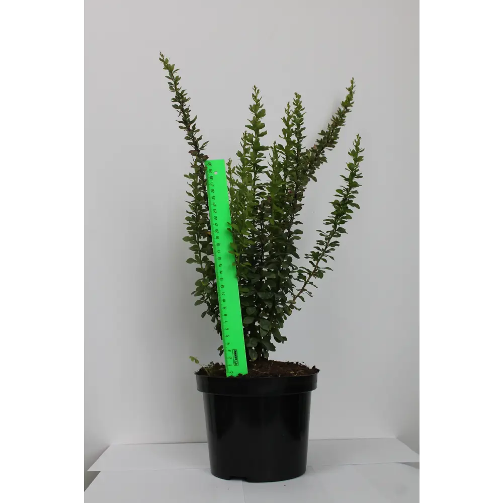 Барбарис, микс, 20-30х10 см, P9 ГАВРИШ STLM-2085258 - Вид №10