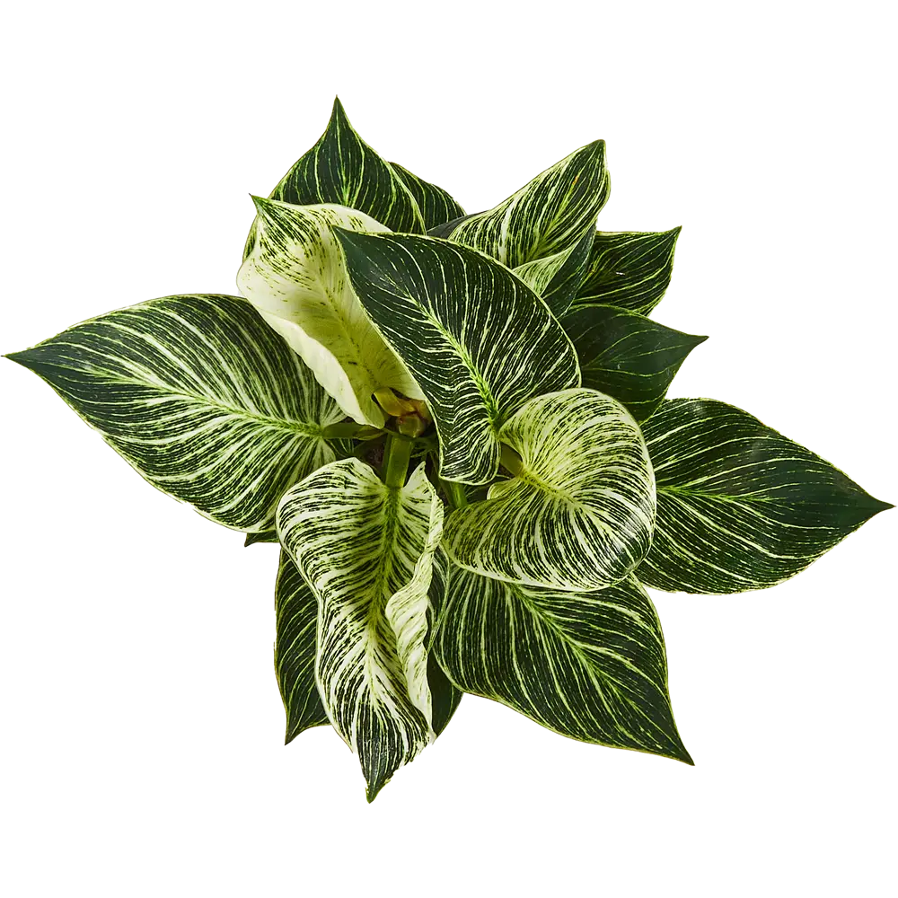 Филодендрон Биркин Santreyd — комнатное растение с контрастными листьями 85062737 STLM-0058077 - Вид №3