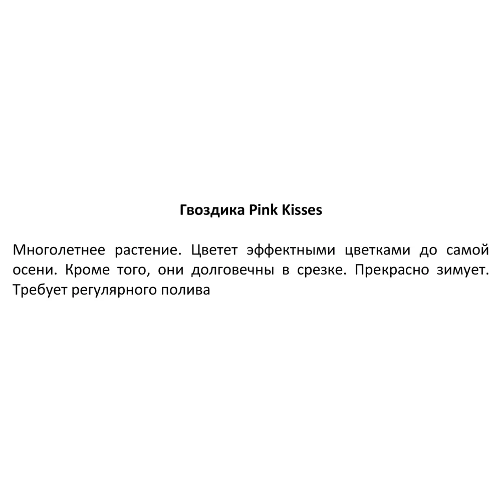 Гвоздика многолетняя Pink Kisses 13x16 см 83597607 STLM-2073663 Santreyd  - Вид №2