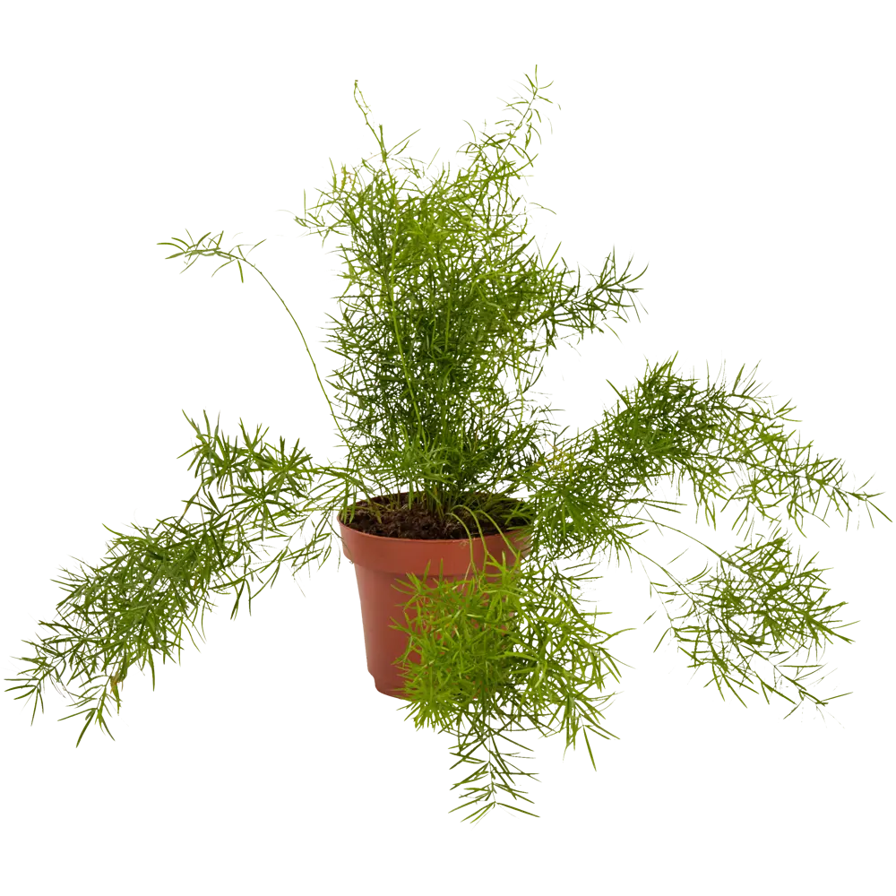 Аспарагус микс ø12 h35 см Цветочный альянс Santreyd STLM-2160678