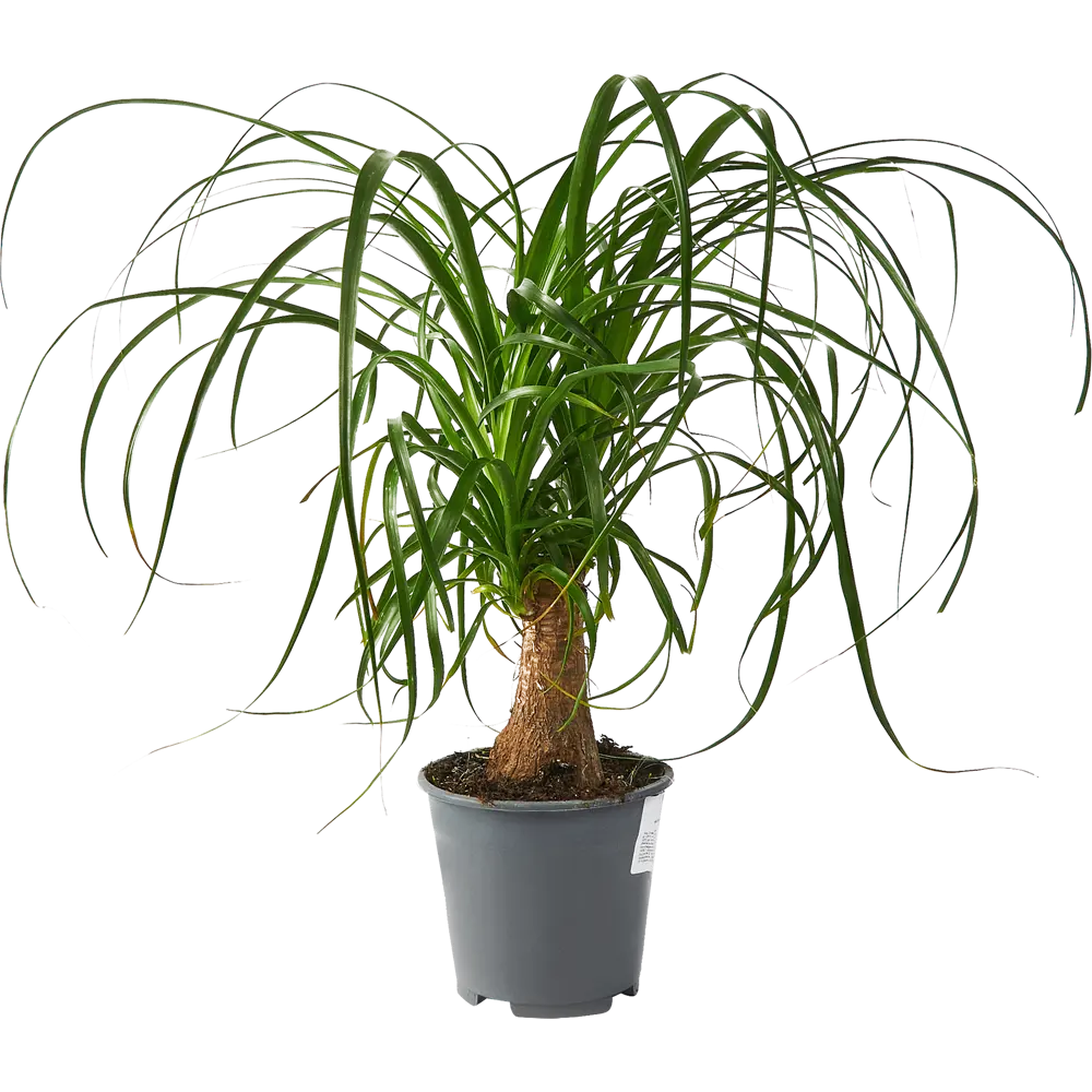 Santreyd Нолина Бокарнея — изящный суккулент с бутылочным стволом 85324955 STLM-0061520