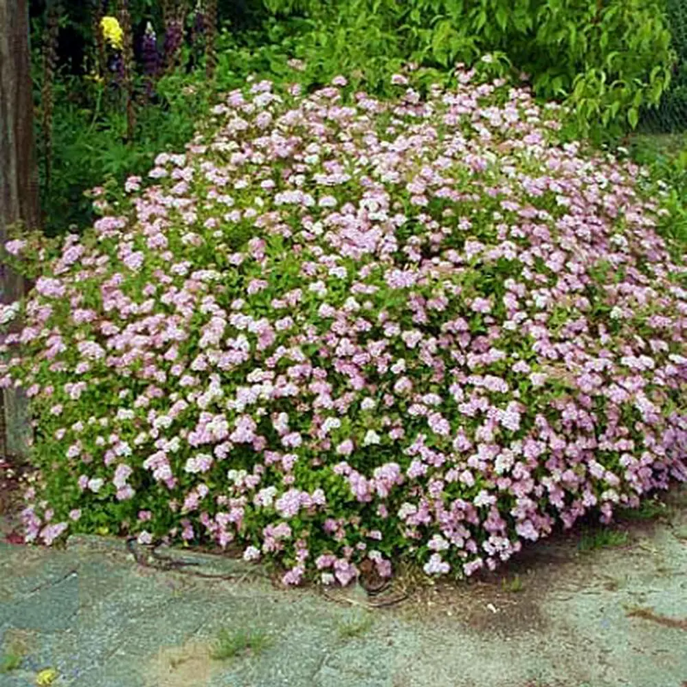 Спирея японская Литл Принцесс ø19 h30 см 89465458 STLM-2107313 PLANTMARKET 