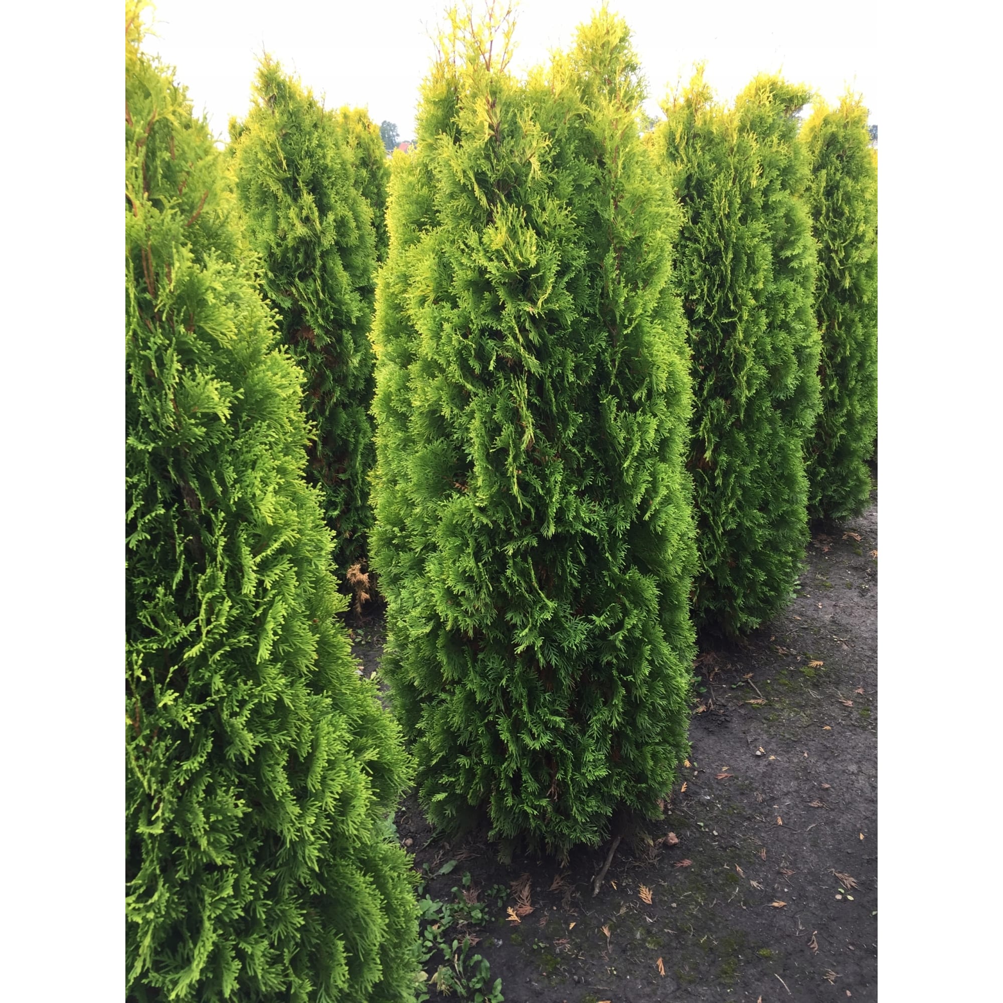 82625360 Туя западная «Брабант» 40x120-140 см Santreyd  - Вид №2