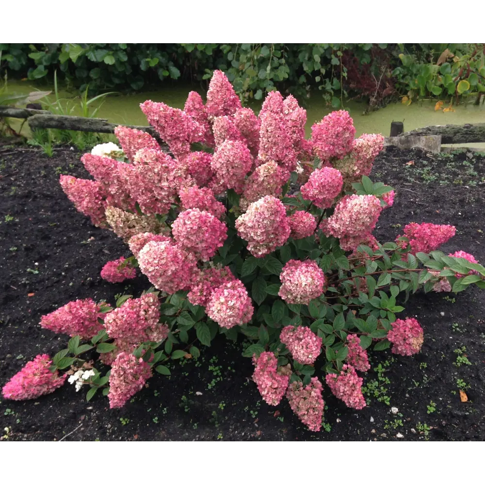 Гортензия метельчатая Даймонд Руж ø15 h15 см 87691068 STLM-2068416 PLANTMARKET 