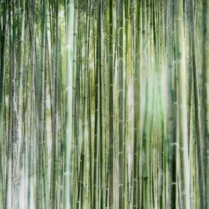 Арт-панель на холсте Alex Turco Organic Bamboo Forest In Green