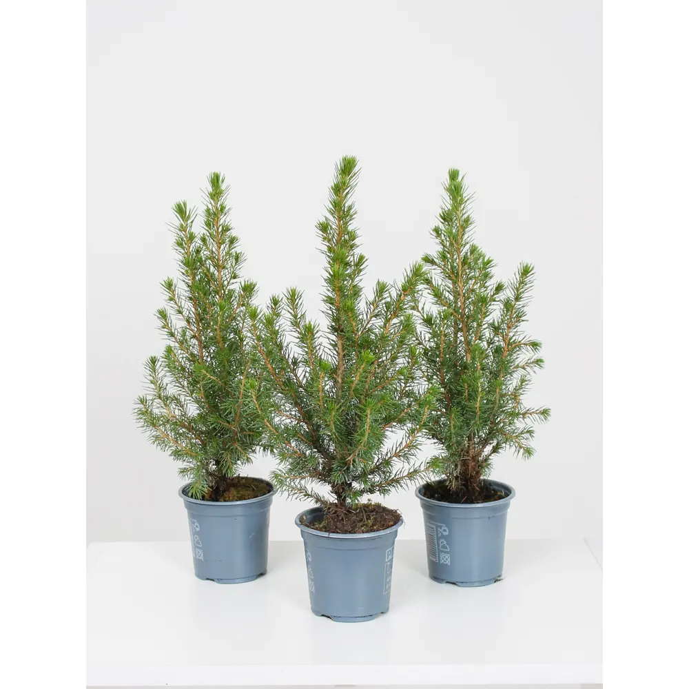 Ель Коника ø9 h30 см Santreyd STLM-2185549 - Вид №2