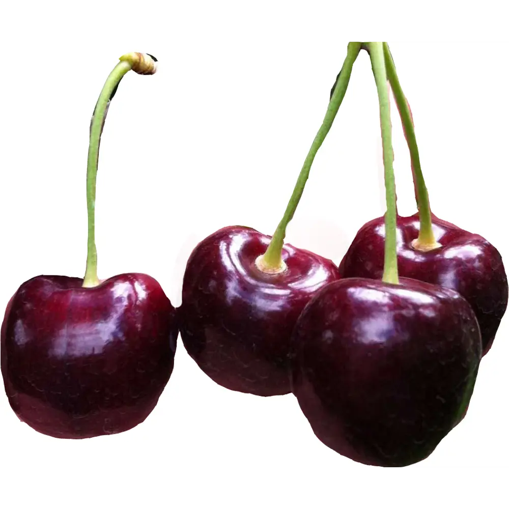 Черешня крупноплодная C7 высота 150-180 см ВСЕ В САД STLM-2016090