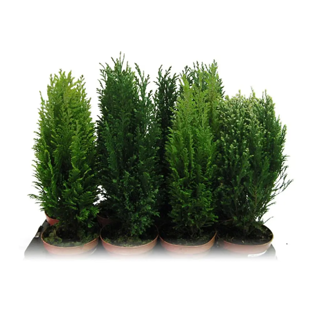 Можжевельник, микс, 15-20x10 см, P9 ГАВРИШ STLM-2122379