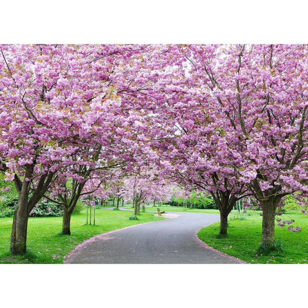 Фотообои бумажные «Вишневая аллея» 254х184 см POSTERMARKET STLM-2192015