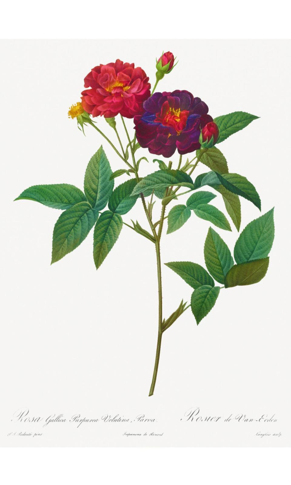 90267887 Постер Дикие цветы - Пурпурная роза 40x50 см в раме STLM-0157765 ПРОСТОПОСТЕР