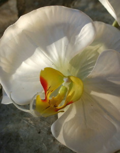 2694 778 a3 Пластиковая орхидея Phalaenopsis gigantea, 140 см, real touch, бежево-белая H-andreas