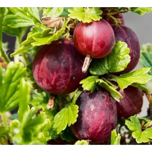 Крыжовник «Консул» C3 высота 40-60 см