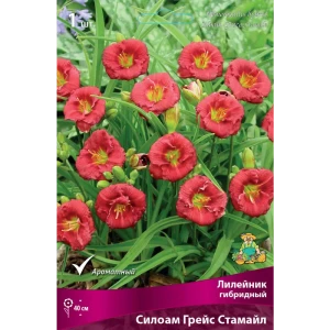 Лилейник гибридный Силоам Грейс Стамайл I 89381257 STLM-2205753
