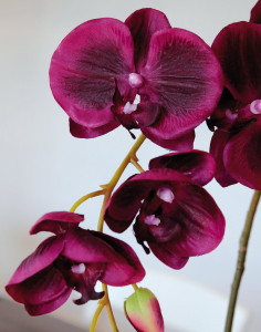 9805 490 a3 Орхидея Phalaenopsis, шелк, 60см, в горшке, красно-черная H-andreas
