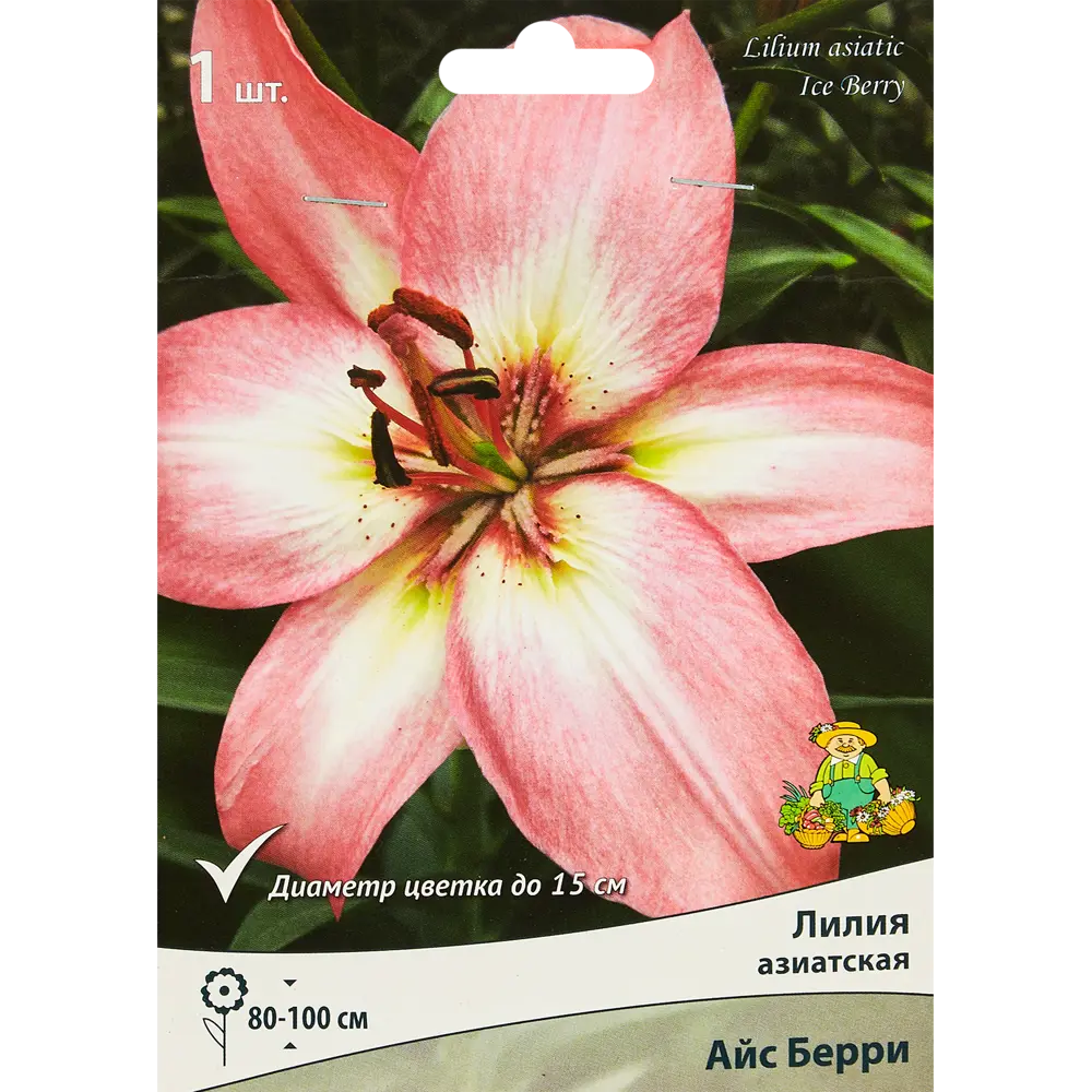 Лилия азиатская Айс Берри ПОИСК STLM-2081623