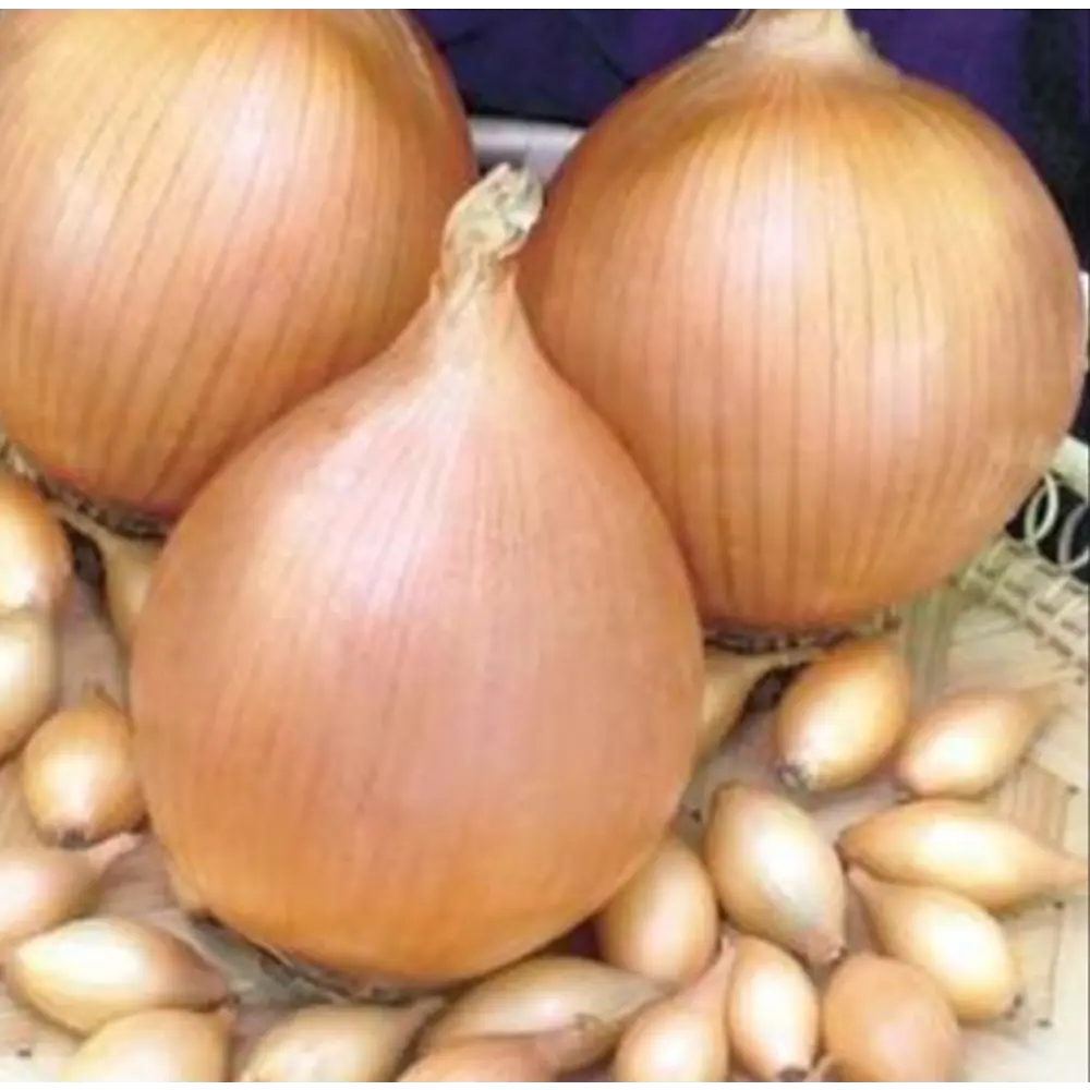 Лук-севок Сеттон 10/21 0.5кг Santreyd STLM-2163064