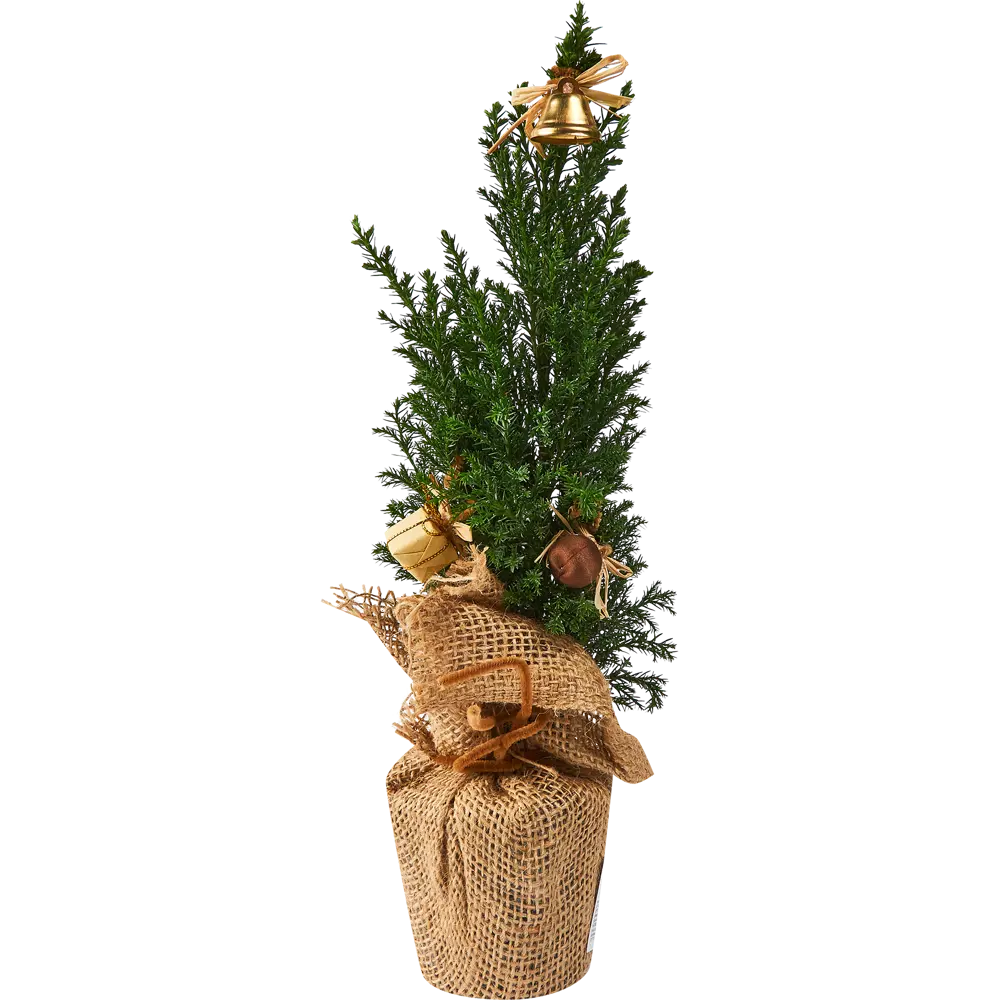 Кипарисовик Элвуди PTK113 ø9 h32-35 см Santreyd STLM-2085700