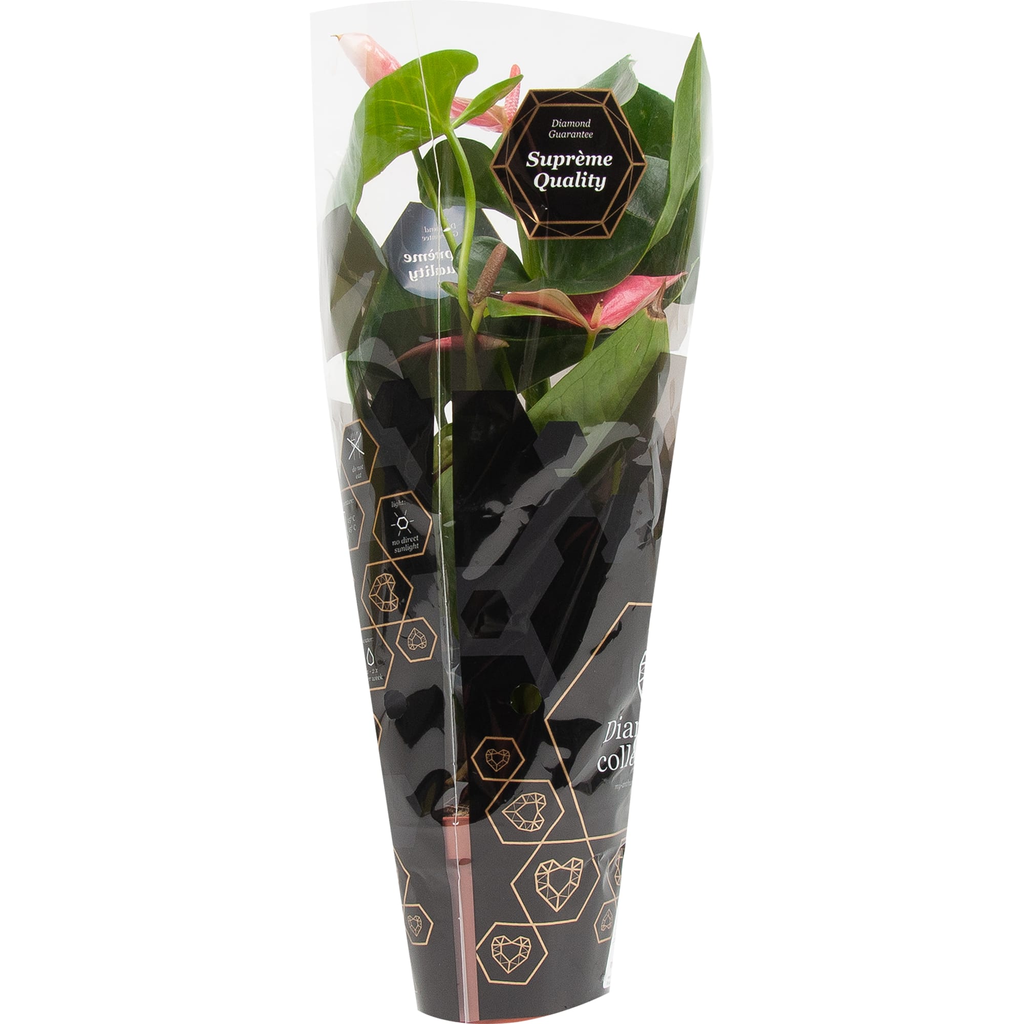 82850407 Антуриум микс 9х30 см Santreyd  - Вид №3