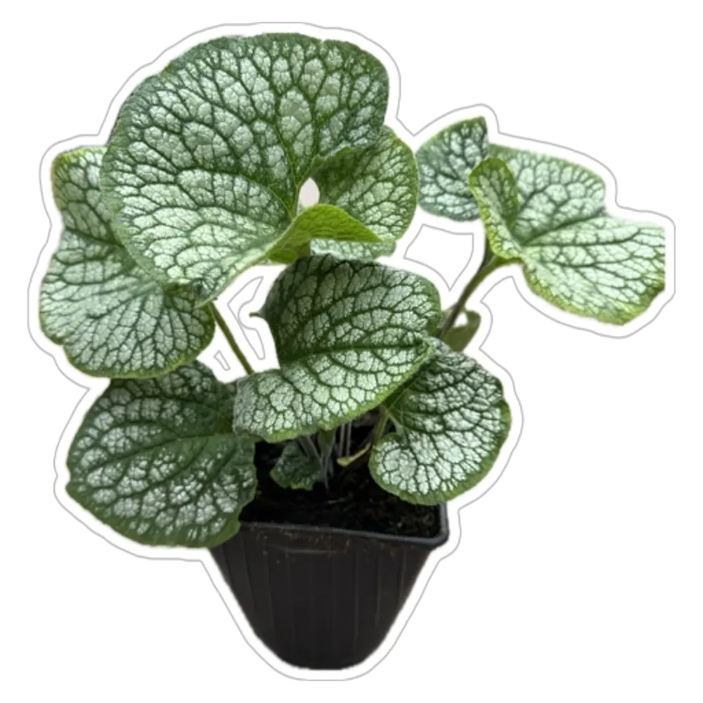 Брунера разносортная - многолетний садовый цветок ø17 см 89433285 Santreyd STLM-1583967