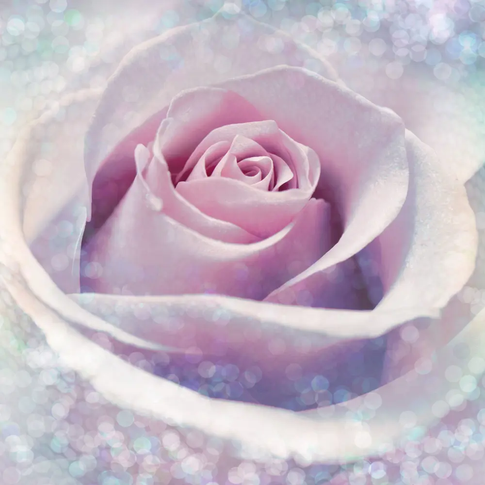 Фотопанно флизелиновое «Delicate Rose» 184х248 см 17831960 STLM-2120484 Komar 