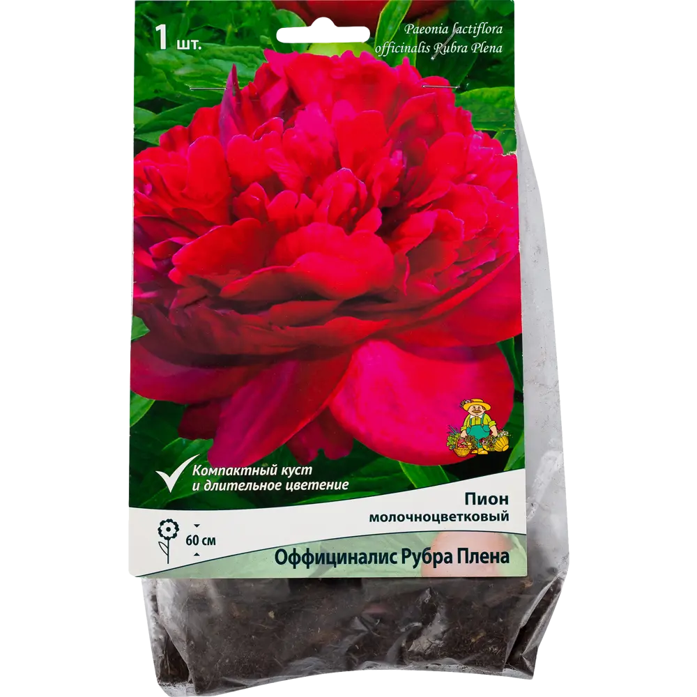 Пион травянистый «Оффициналис Рубра Плена» Santreyd STLM-2125612