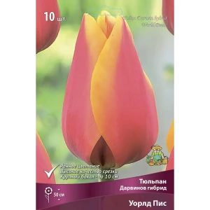 Тюльпан Дарвинов гибрид Уорлд Пис, 10 шт
