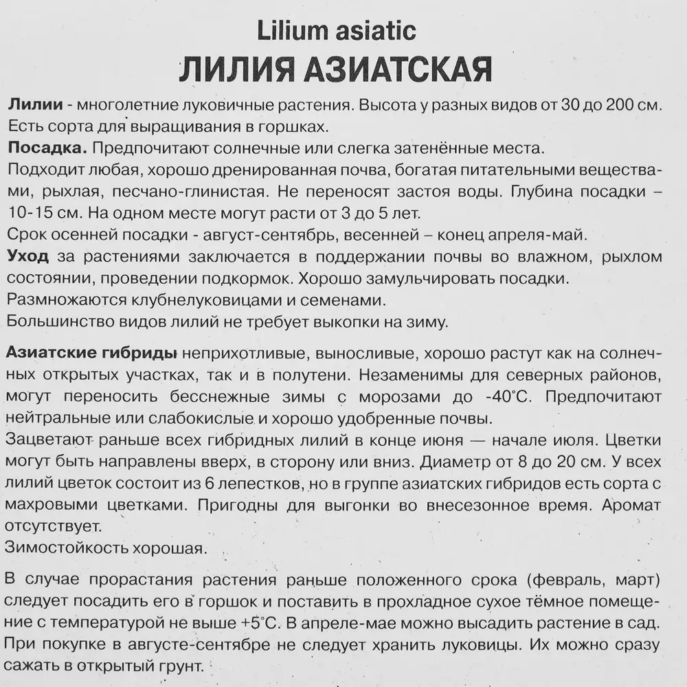 Лилия азиатская Тренди Дакота,1 шт ПОИСК STLM-2112438 - Вид №2