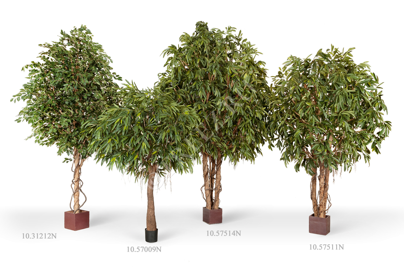 10.31212N Фикус Бенджамина Гигантский Цветочная коллекция  - Вид №2