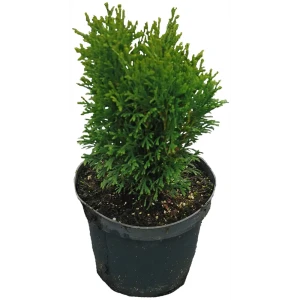 Туя западная Тини Тим h20 см