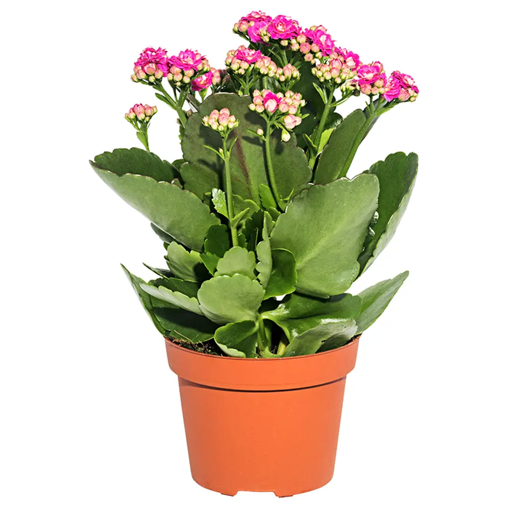 Каланхоэ микс 12х27 см 14750486 STLM-2105443 Santreyd 