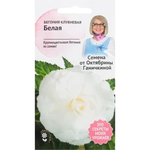 Бегония белая 6 шт.